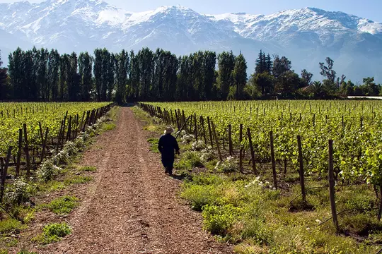 House Image of Viña Aquitania del Valle del Maipo: Una Joya Vinícola Chilena